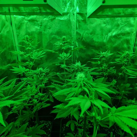 Choco Bud growlog timeline photo