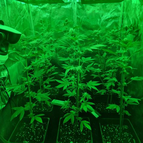 Choco Bud growlog timeline photo