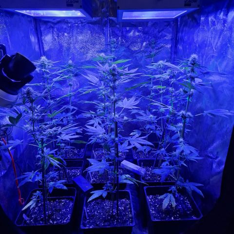 Choco Bud growlog timeline photo