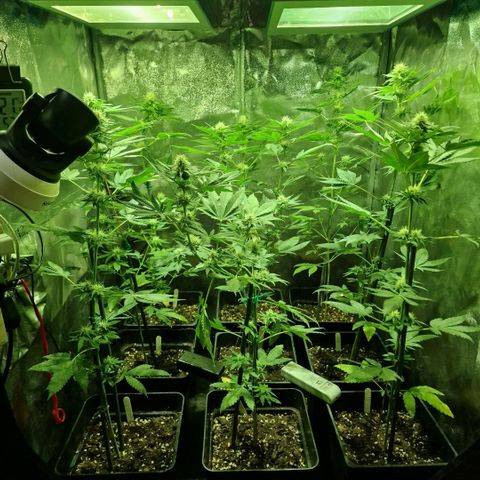 Choco Bud growlog timeline photo