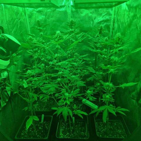 Choco Bud growlog timeline photo