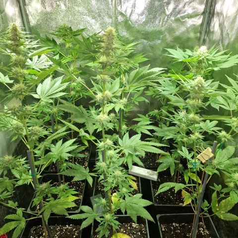 Choco Bud growlog timeline photo