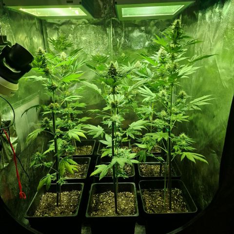 Choco Bud growlog timeline photo