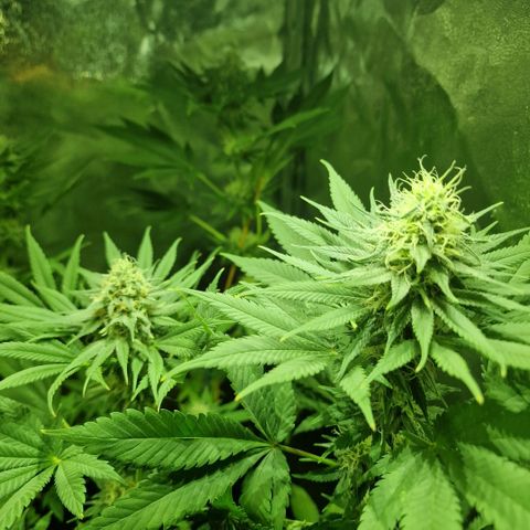 Choco Bud growlog timeline photo