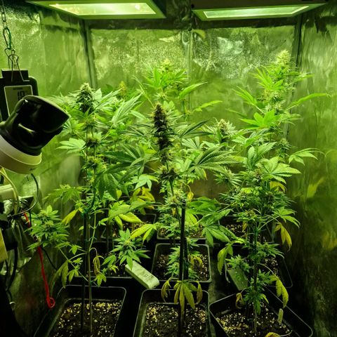 Choco Bud growlog timeline photo