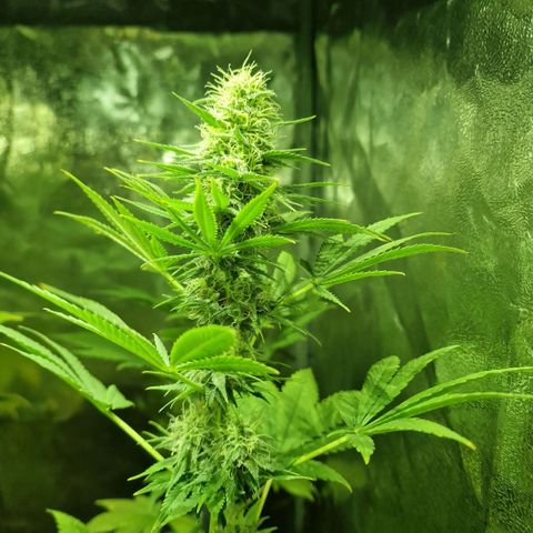 Choco Bud growlog timeline photo