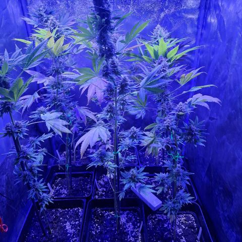 Choco Bud growlog timeline photo