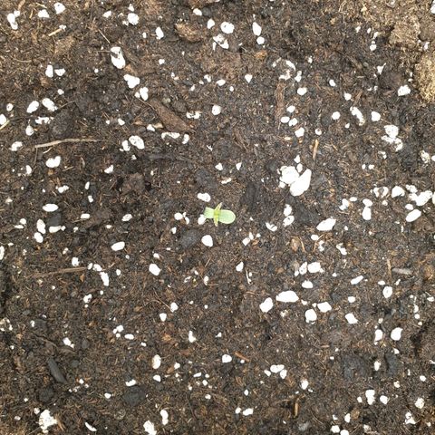 Blue Cheese Automatic growlog timeline photo