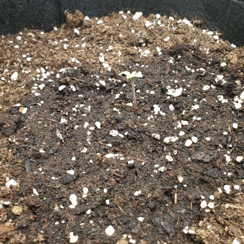 Blue Cheese Automatic growlog timeline photo