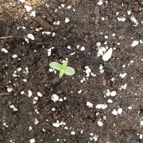 Blue Cheese Automatic growlog timeline photo