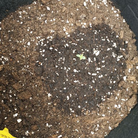 Blue Cheese Automatic growlog timeline photo