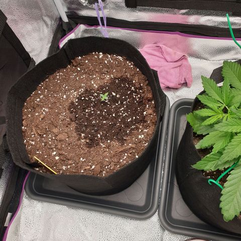 Blue Cheese Automatic growlog timeline photo