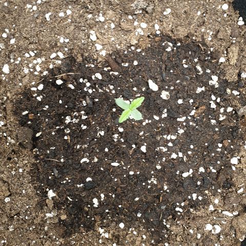 Blue Cheese Automatic growlog timeline photo