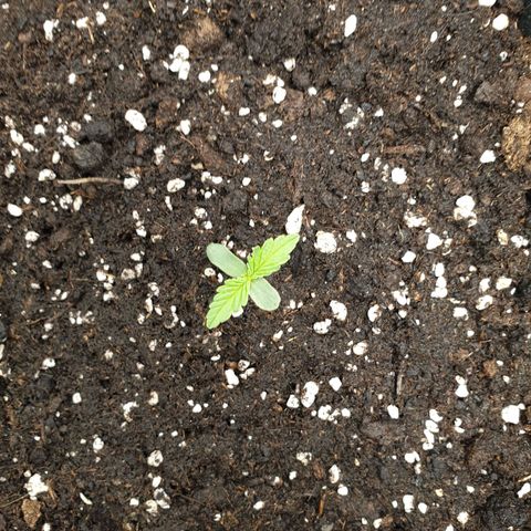 Blue Cheese Automatic growlog timeline photo