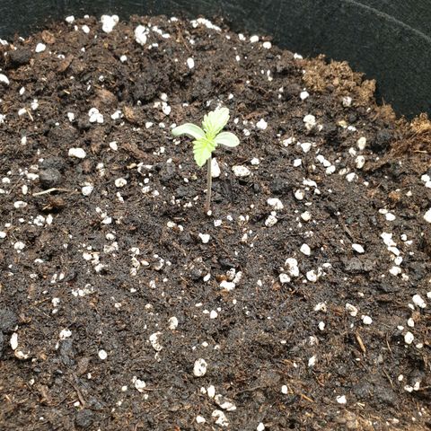Blue Cheese Automatic growlog timeline photo