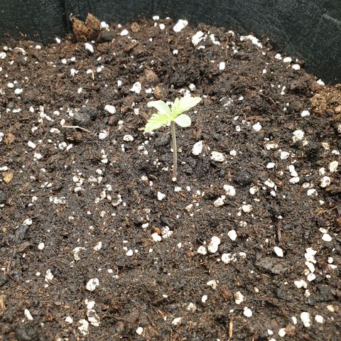 Blue Cheese Automatic growlog timeline photo