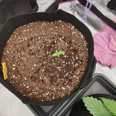 Blue Cheese Automatic growlog timeline photo
