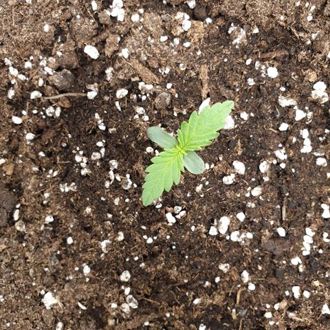 Blue Cheese Automatic growlog timeline photo