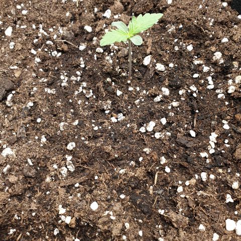 Blue Cheese Automatic growlog timeline photo