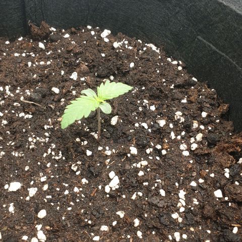Blue Cheese Automatic growlog timeline photo
