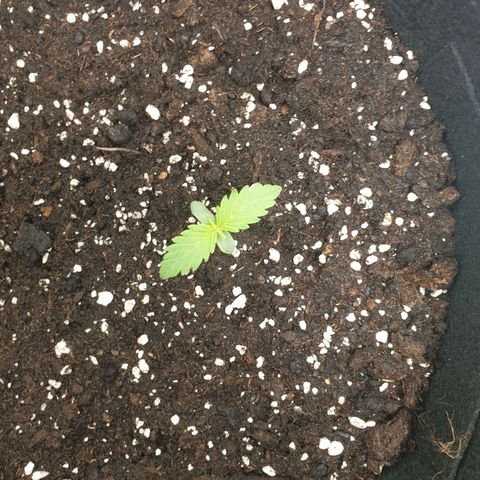 Blue Cheese Automatic growlog timeline photo