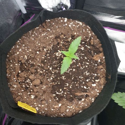 Blue Cheese Automatic growlog timeline photo