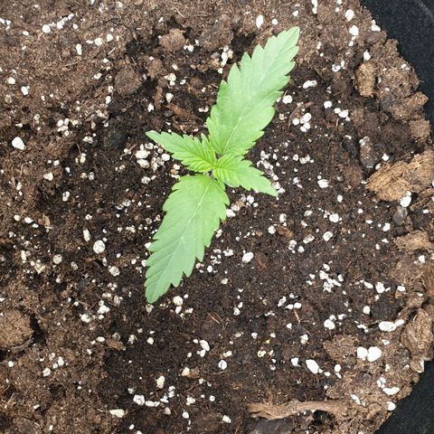 Blue Cheese Automatic growlog timeline photo
