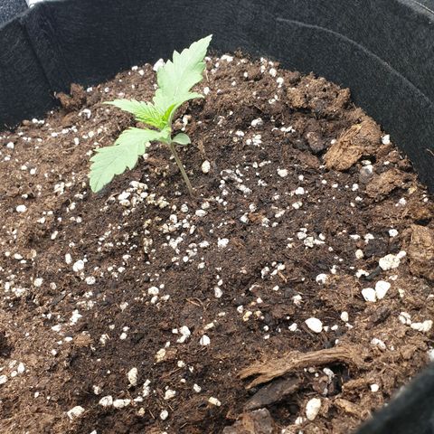 Blue Cheese Automatic growlog timeline photo