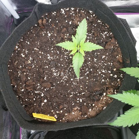 Blue Cheese Automatic growlog timeline photo