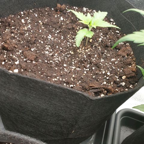 Blue Cheese Automatic growlog timeline photo