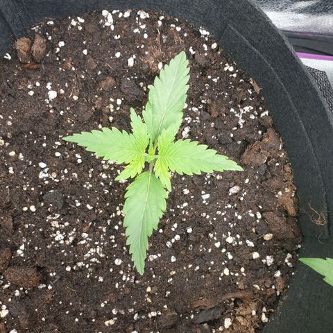 Blue Cheese Automatic growlog timeline photo