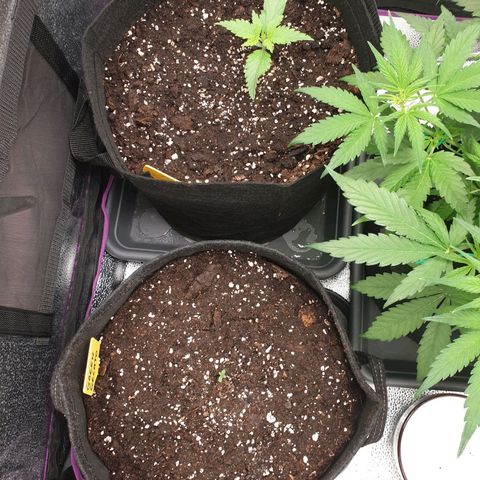 Blue Cheese Automatic growlog timeline photo