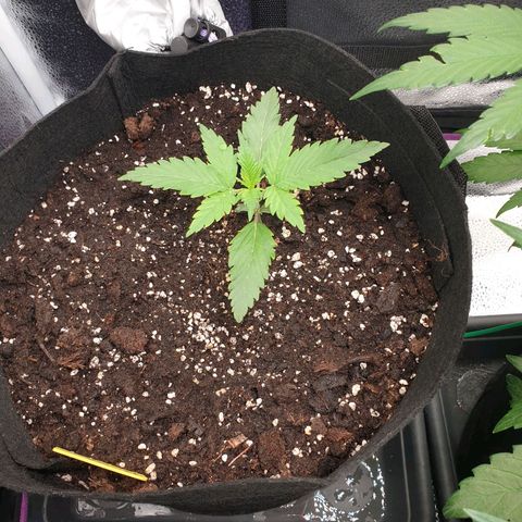 Blue Cheese Automatic growlog timeline photo