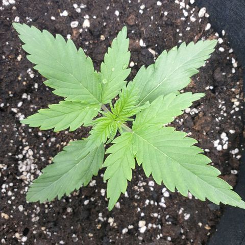 Blue Cheese Automatic growlog timeline photo