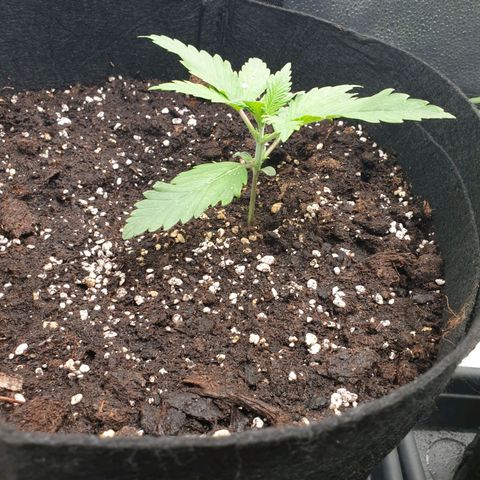 Blue Cheese Automatic growlog timeline photo
