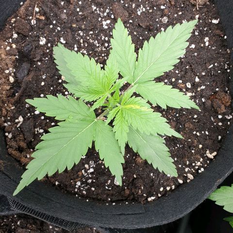 Blue Cheese Automatic growlog timeline photo