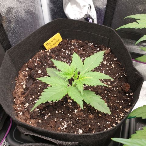 Blue Cheese Automatic growlog timeline photo