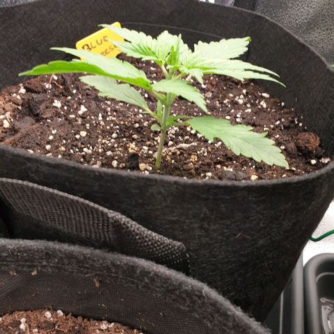 Blue Cheese Automatic growlog timeline photo