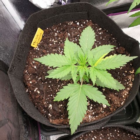 Blue Cheese Automatic growlog timeline photo