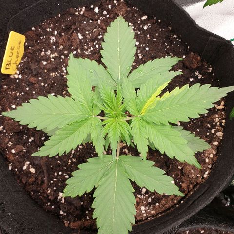 Blue Cheese Automatic growlog timeline photo
