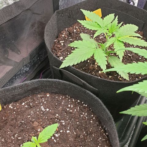Blue Cheese Automatic growlog timeline photo