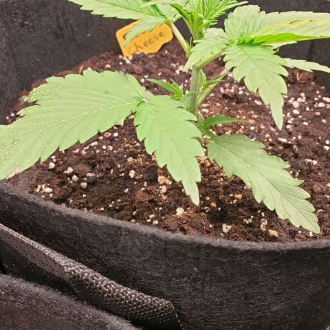 Blue Cheese Automatic growlog timeline photo