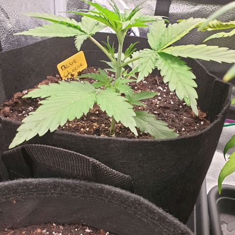 Blue Cheese Automatic growlog timeline photo