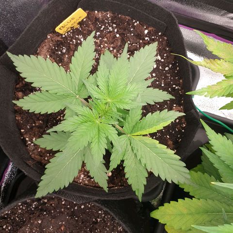 Blue Cheese Automatic growlog timeline photo