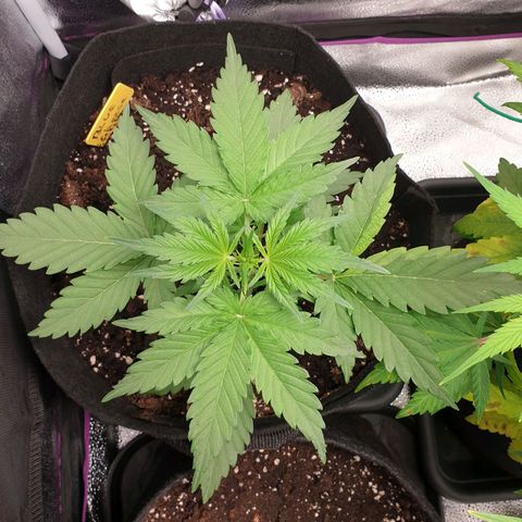 Blue Cheese Automatic growlog timeline photo