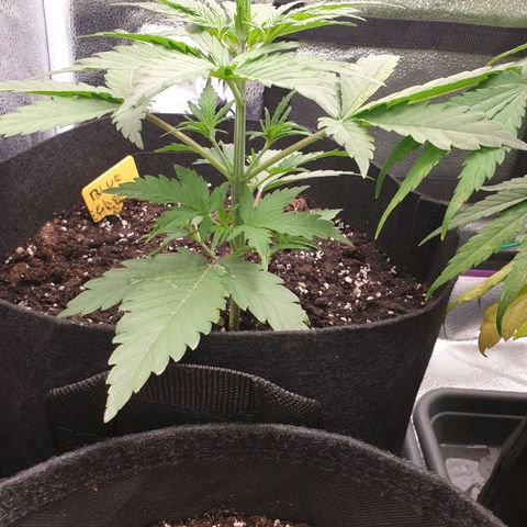 Blue Cheese Automatic growlog timeline photo