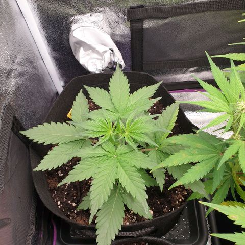 Blue Cheese Automatic growlog timeline photo