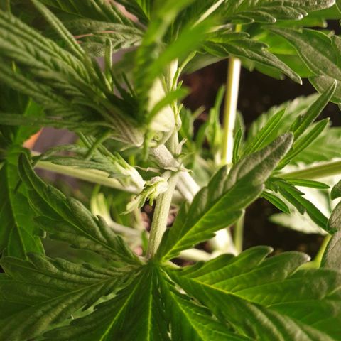 Blue Cheese Automatic growlog photo: First white pistils