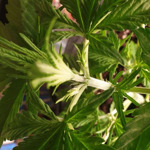 Blue Cheese Automatic growlog photo: First white pistils