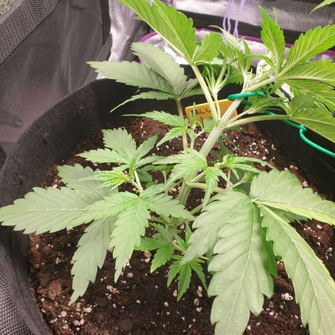 Blue Cheese Automatic growlog photo: LST